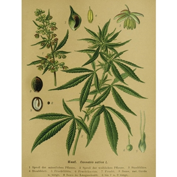 Hanf Cannabis Poster