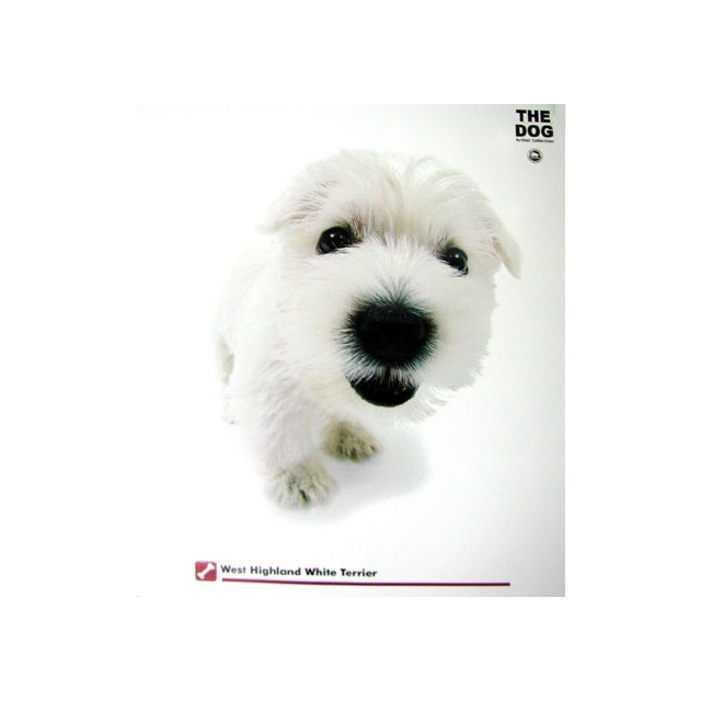 Dog "West Highland" Mini Poster