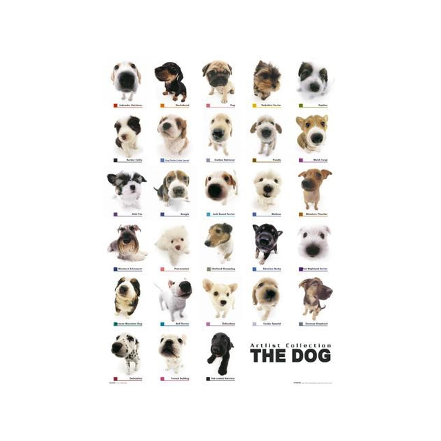 Dog Collection Mini Poster