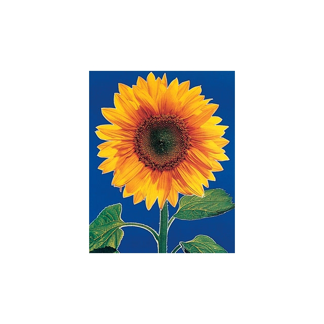 Sonnenblume "Foto" Mini Poster