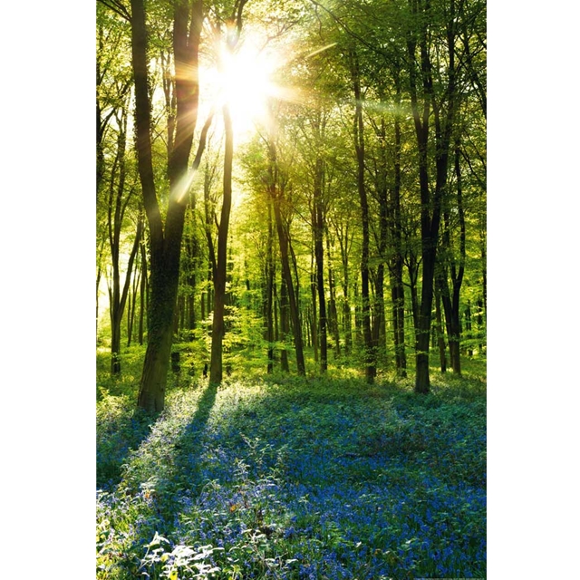 Forests Sunrise Bluebell Wood Poster