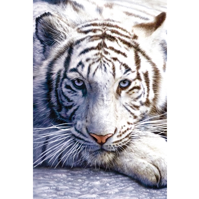 Weisser Tiger Maxi-Poster 61x91,5cm