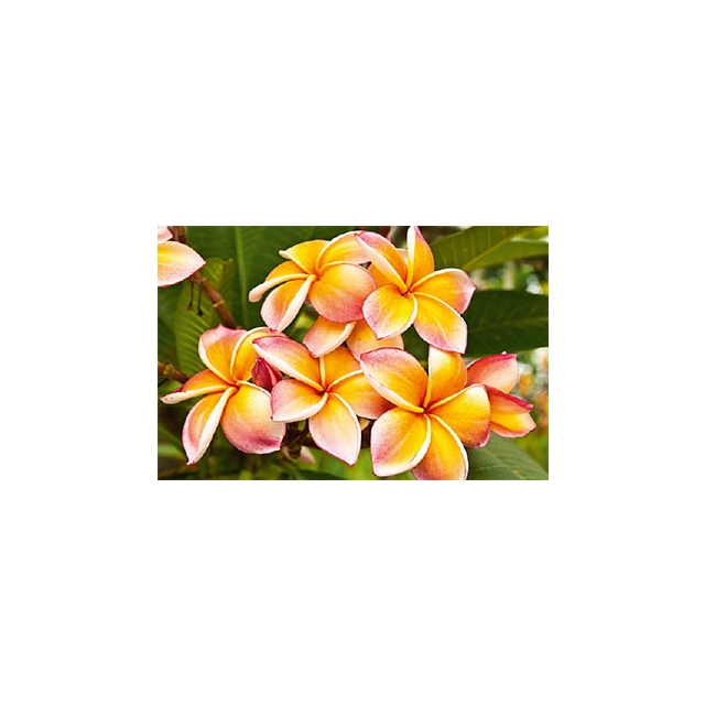 Sommer Blume orange Minikarte