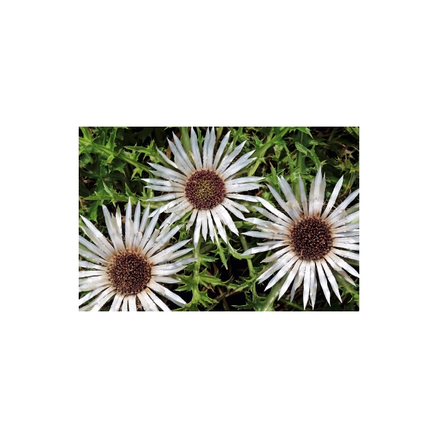 Alpenwelt Blume Minikarte