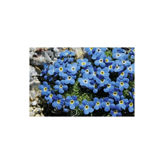 Alpenwelt Blume blau Minikarte