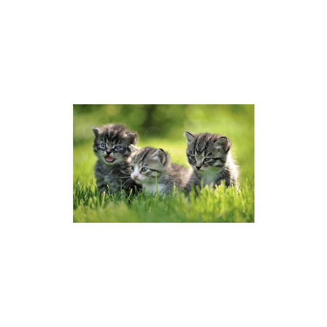 Drei Kätzchen Minikarte