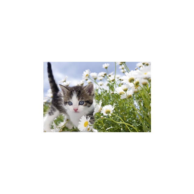 Kätzchen mit Blumen Minikarte