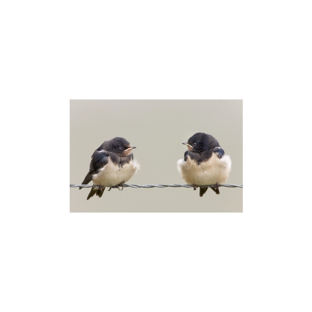 Zwei Singvögel Minikarte