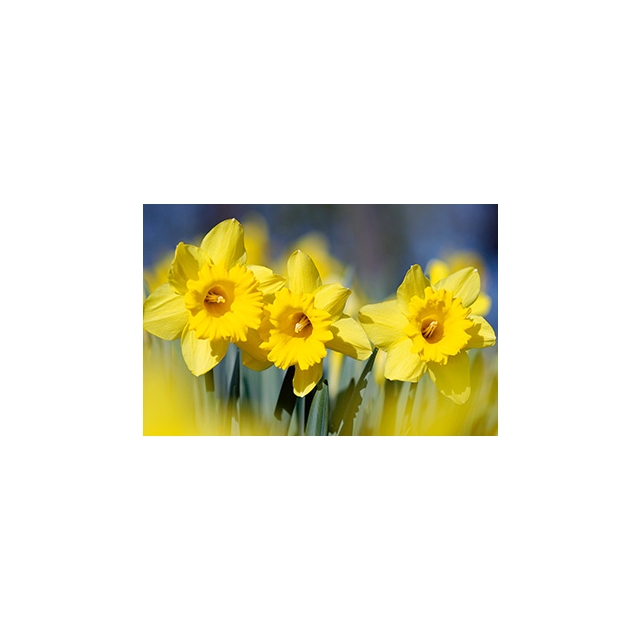 Blume gelb Minikarte