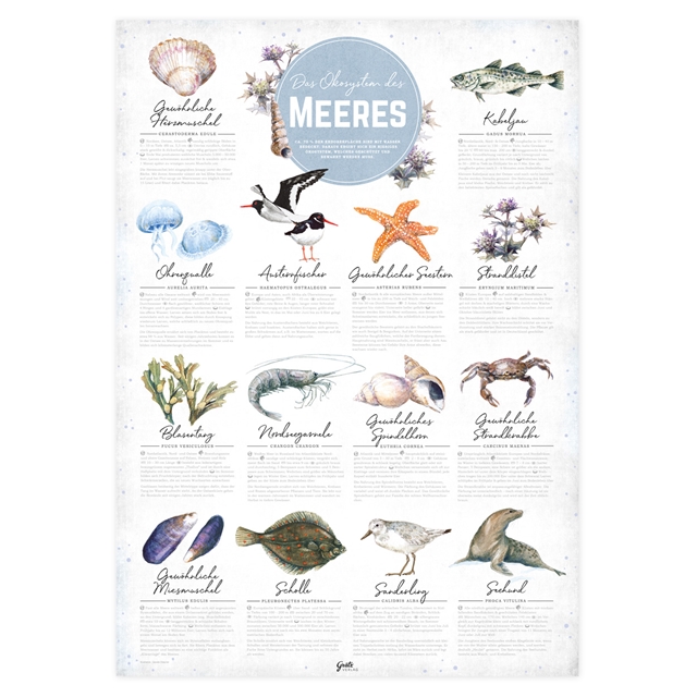 Ökosystem des Meeres Poster