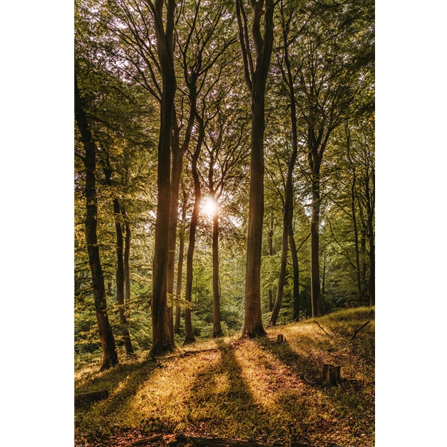 Sonnenaufgang im Wald Poster