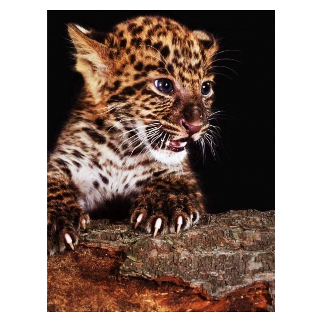 Diamond Painting Leopard Baby 25x35 cm