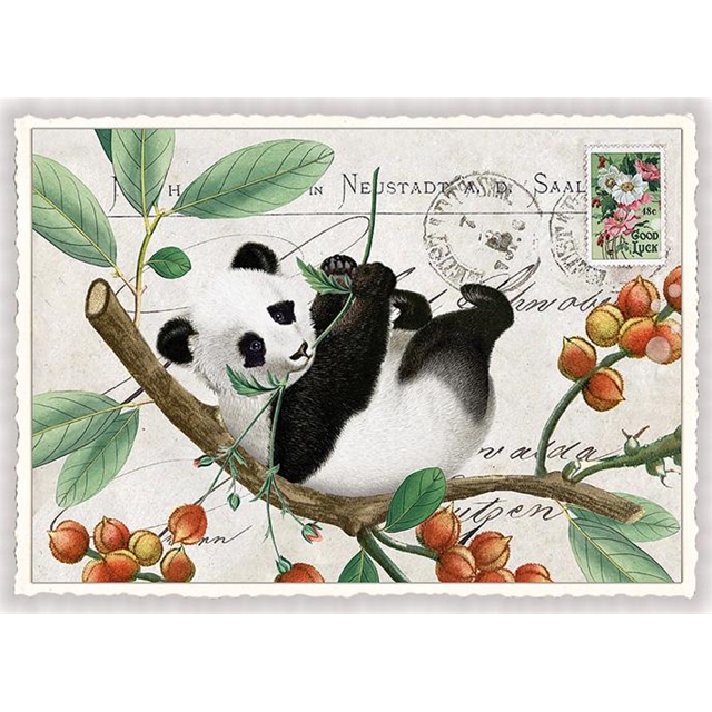 Panda Postkarte