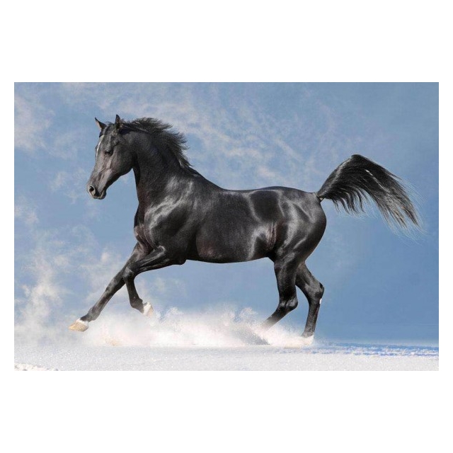 Diamond Painting Horse 30x20 cm
