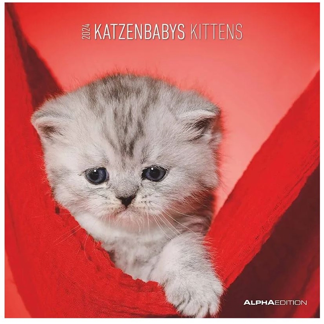 Katzenbabys-Kalender 2024